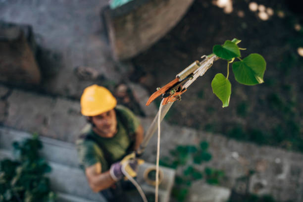 Leaf Removal in Bealeton, VA