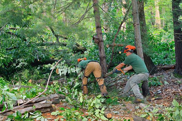 Bealeton, VA Tree Removal Company