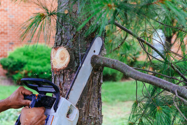 How Our Tree Care Process Works  in  Bealeton, VA